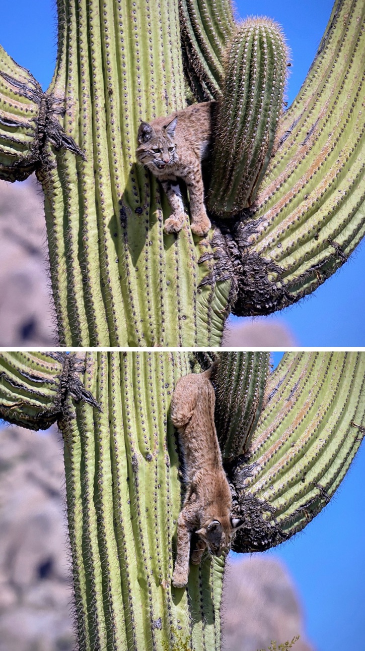 Bobcat climbing down a 40 foot saguaro cactus. Apparently, she had climbed to the top to escape a male bobcat.