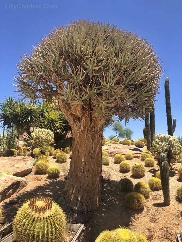 Quiver Tree found in Arizona 