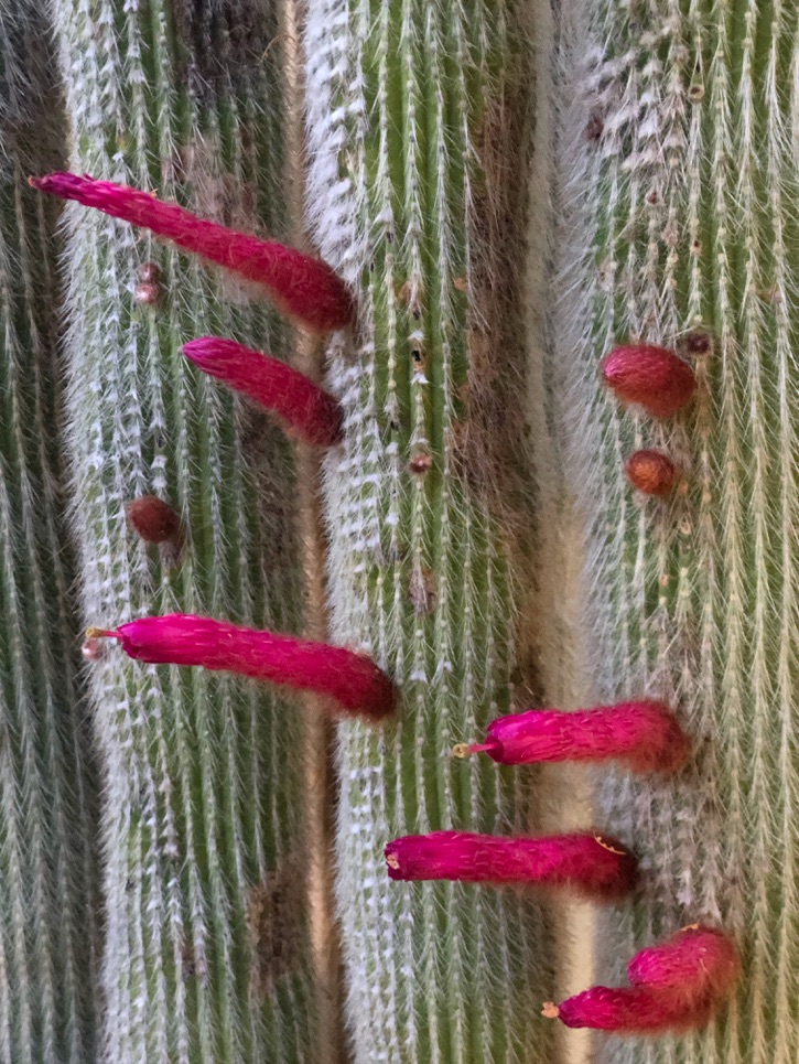 Old Man Cactus (a strange looking Arizona plant)